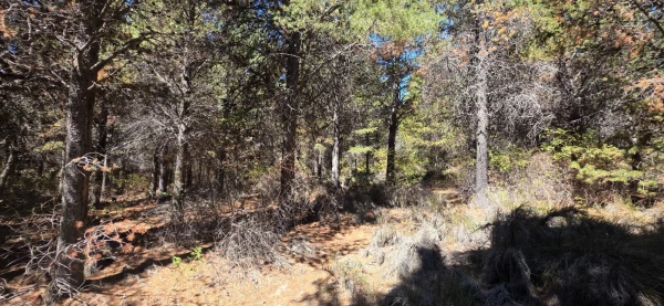 Parcela "unica" en el este de la ciudad de Bariloche - Hectarea a la venta en Barrio Las Chacras - foto 2