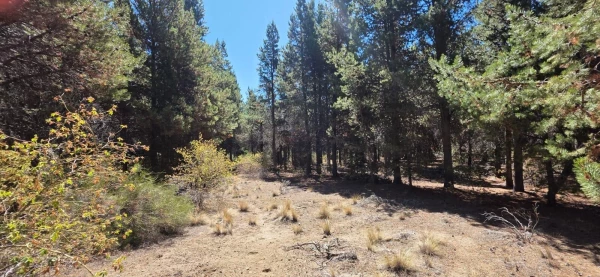 Parcela "unica" en el este de la ciudad de Bariloche - Hectarea a la venta en Barrio Las Chacras - foto 3