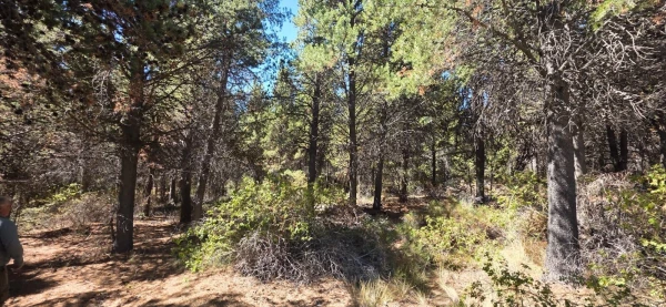 Parcela "unica" en el este de la ciudad de Bariloche - Hectarea a la venta en Barrio Las Chacras - foto 4