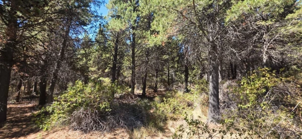 Parcela "unica" en el este de la ciudad de Bariloche - Hectarea a la venta en Barrio Las Chacras - foto 5