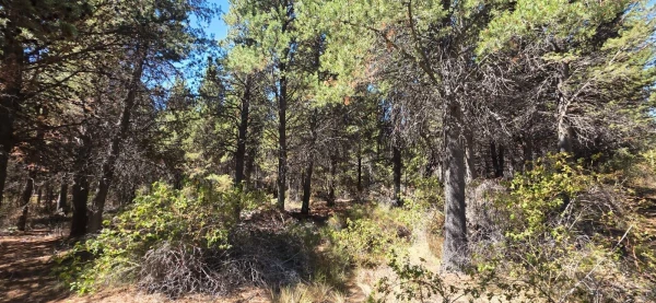 Parcela "unica" en el este de la ciudad de Bariloche - Hectarea a la venta en Barrio Las Chacras - foto 6